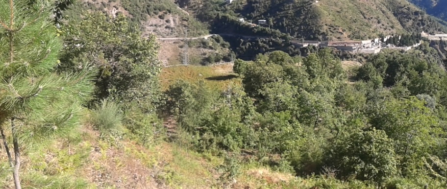 vritti