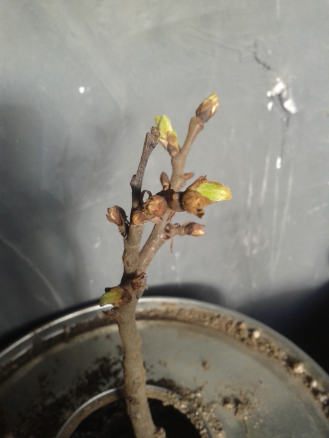 MINI CASTAGNE