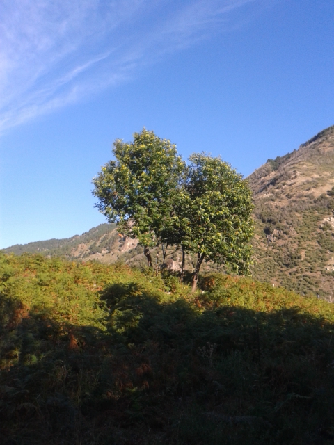 PIRO LAURU