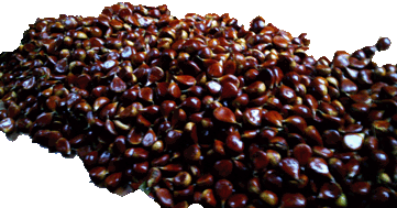 ALCUNE RICETTE CON LE&nbsp;CASTAGNE