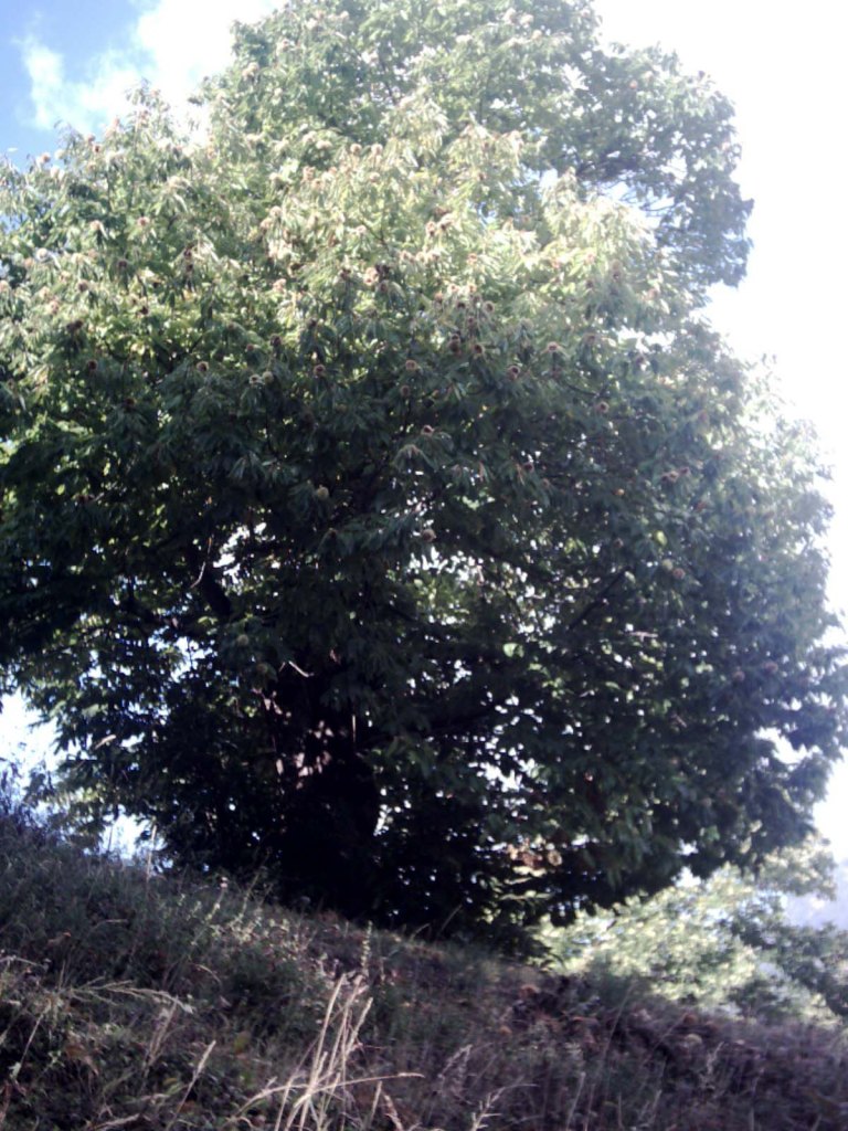 SyntekExifImageTitle