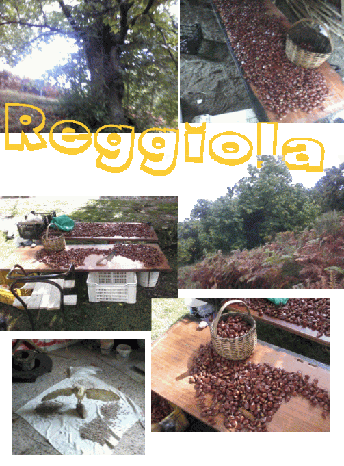 reggiola