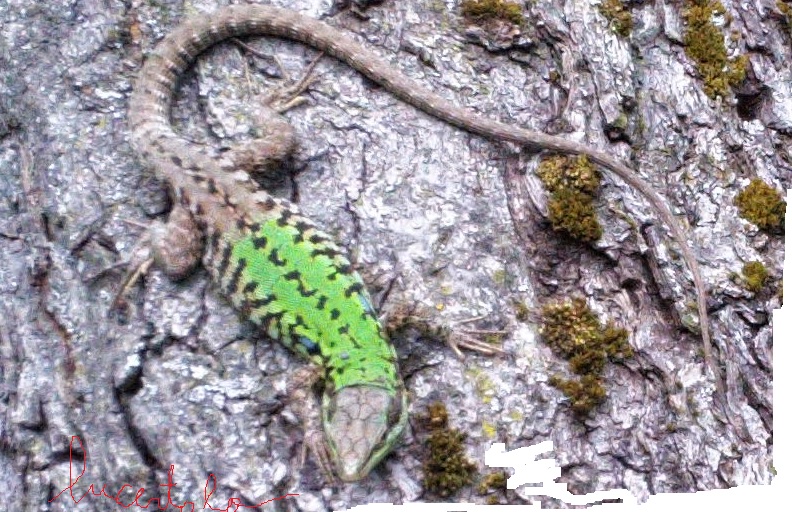 ANIMALI