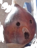 Piccola Castagna