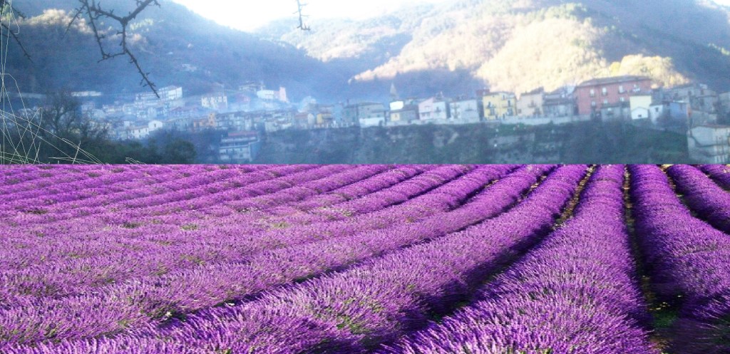 LAVANDA