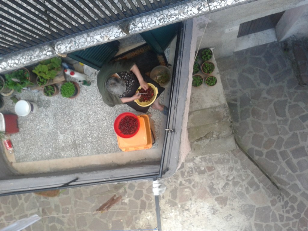 PIANTE OFFICINALI