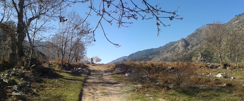 MANDORLO FIORITO