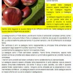 le-cstagne-della-sila-150x150