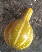 Zukkine ornamentali