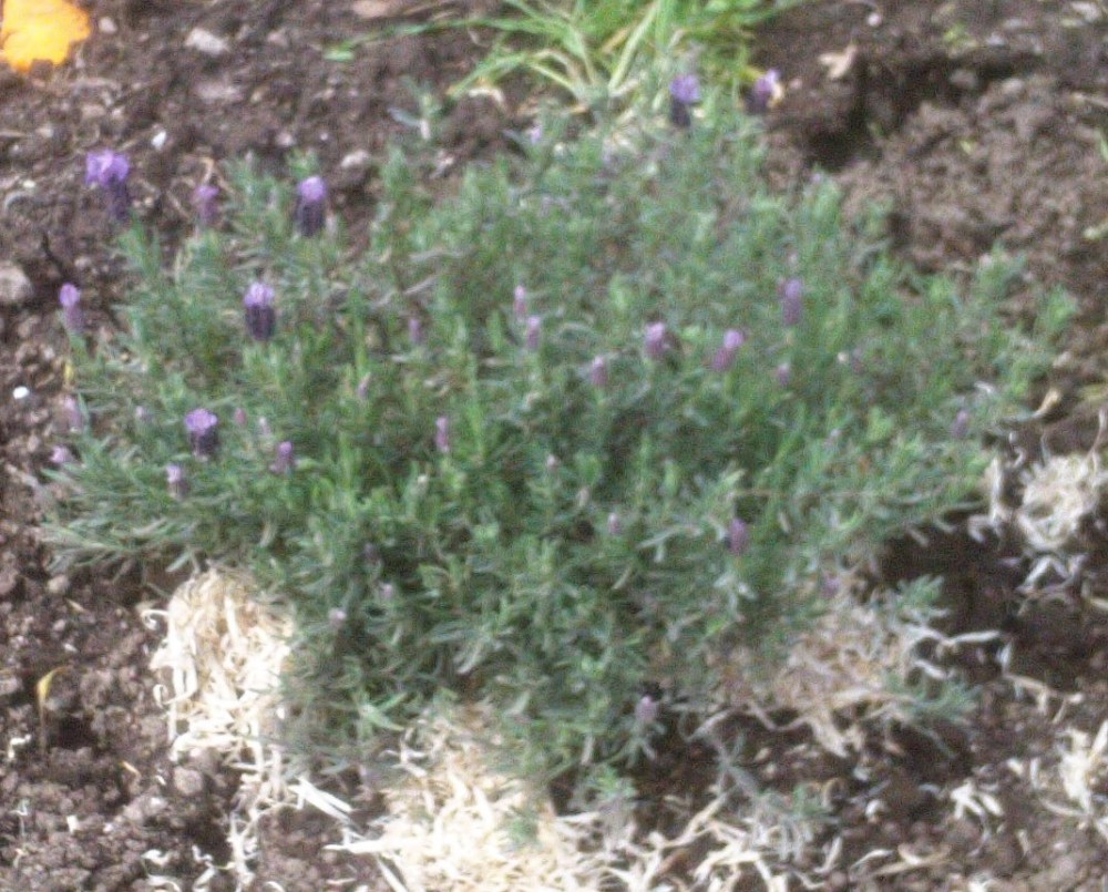 LAVANDA