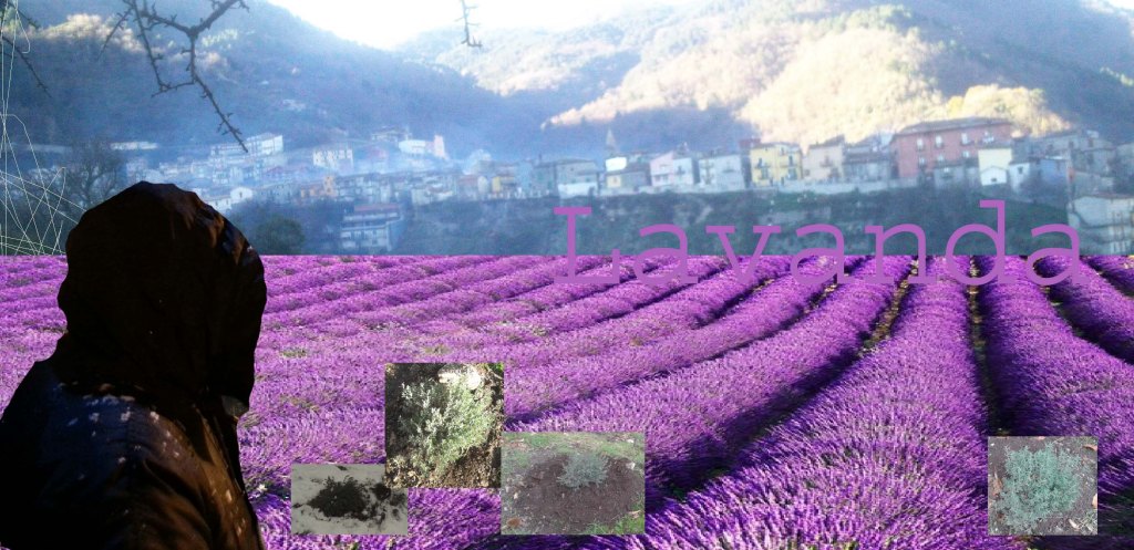 la mia lavanda