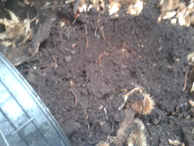 TERRICCIO DI CASTAGNO MATURO