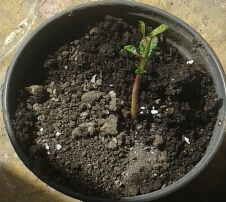 potatura bonsai