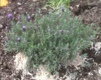 LAVANDA2