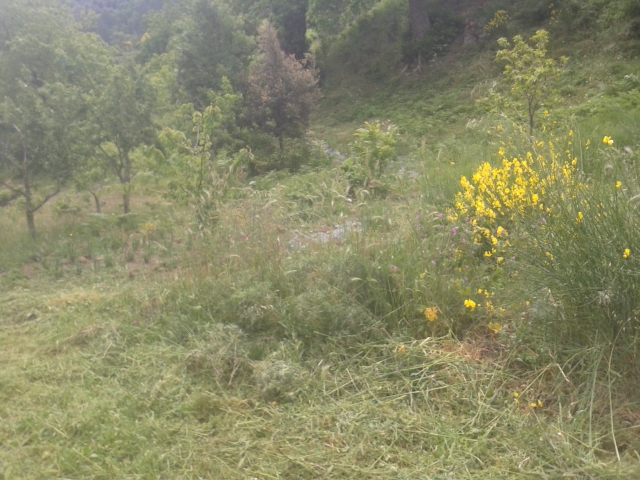 VERDE TAGLIATO