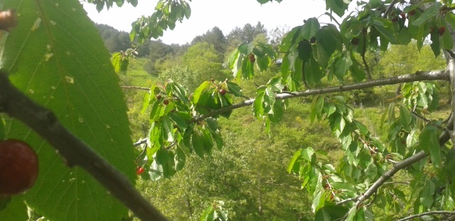 PICCOLA CREPA NEL&nbsp;PD.