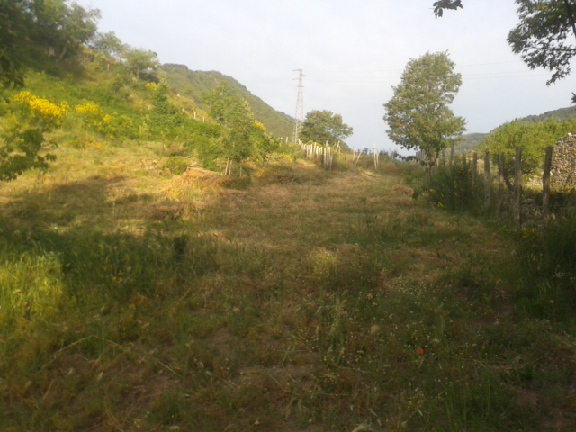 Giallo Ginestra
