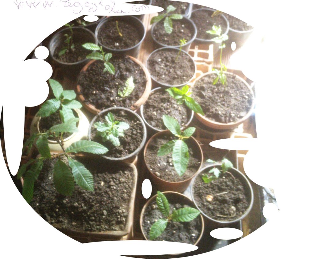 INIZIO BONSAI