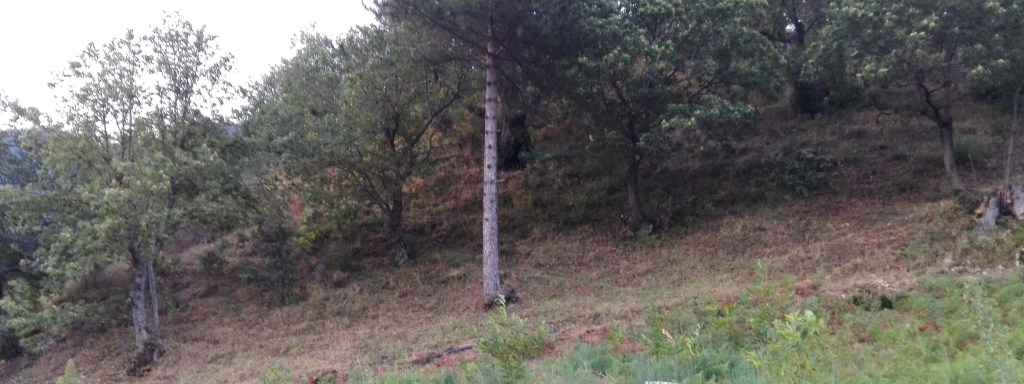 ANIMALI DEL PARCO DELLA&nbsp;SILA
