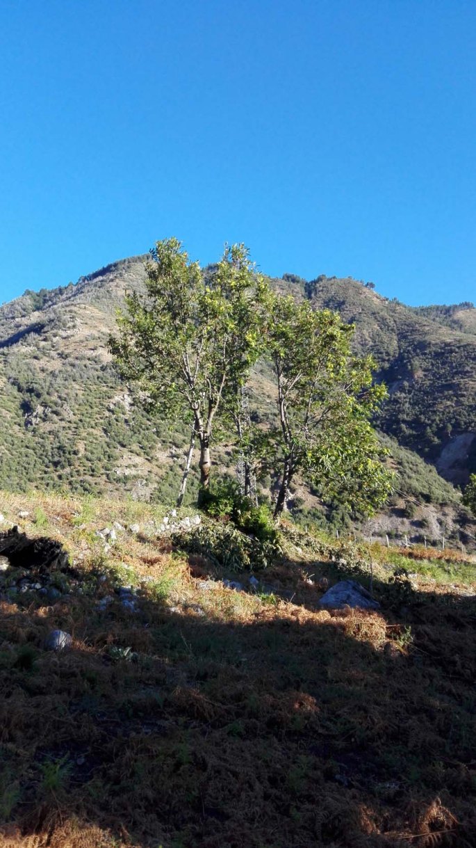 NSERTE GIOVANIPULITE