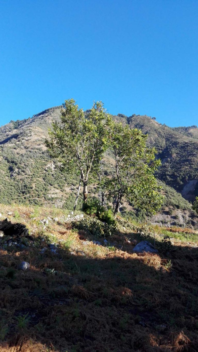 NSERTE GIOVANIPULITE