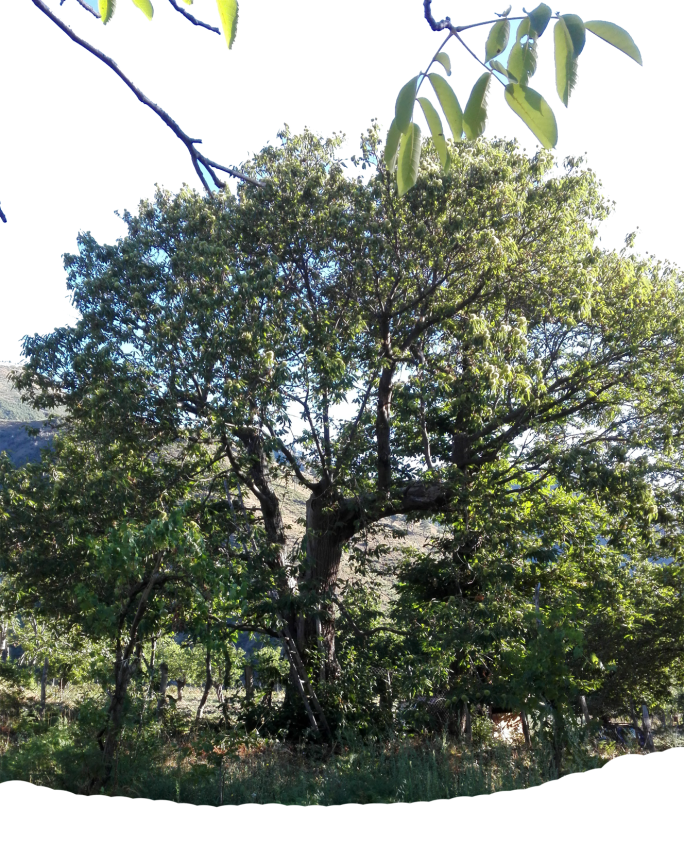 TAGLIO DELLE PARTI SECCHE CALLE FOGLIE E RAMI SECCHI