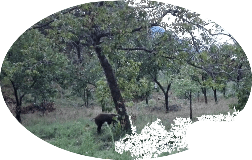 Cinghiale di blogobucco