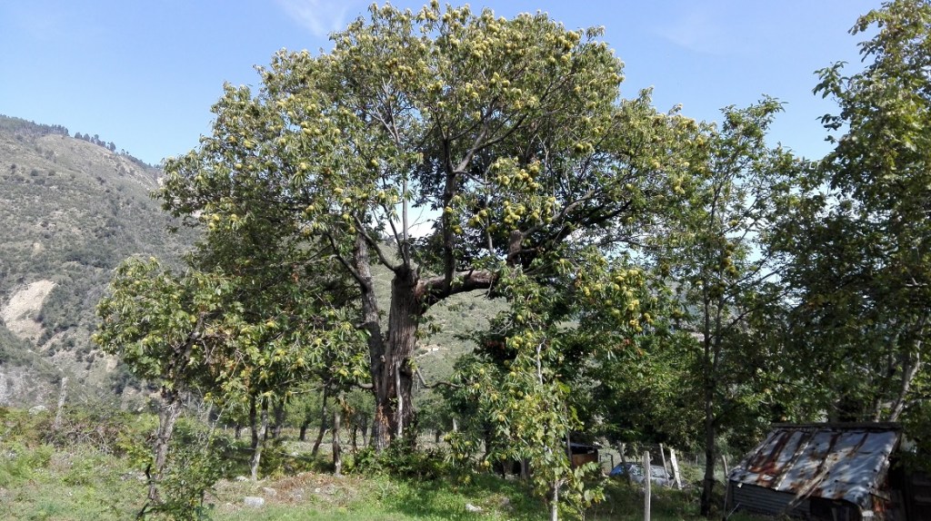 CASTAGNA PRIMAVERA
