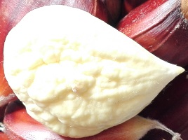 CULTIVAR
