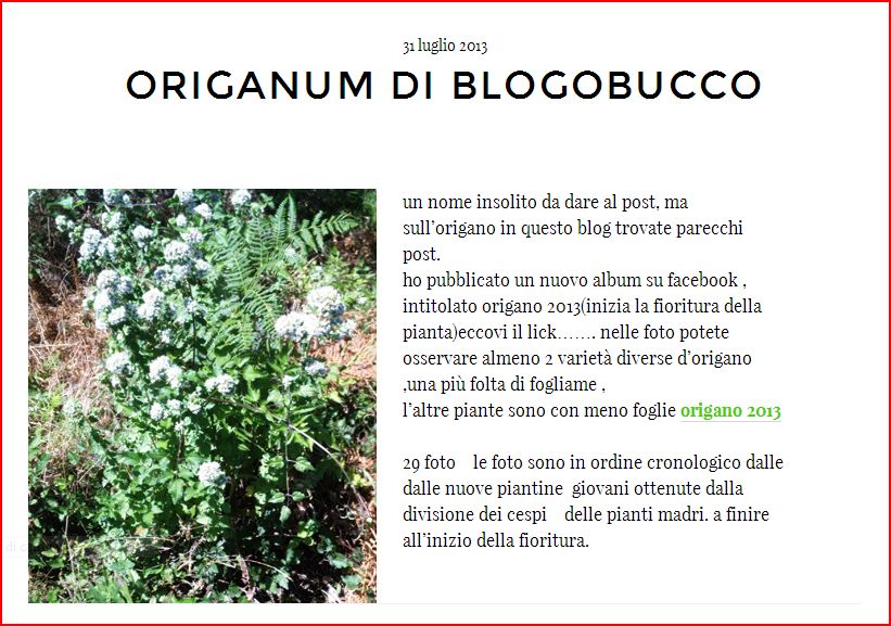 origanum