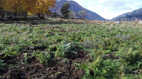 ORO DI GANO