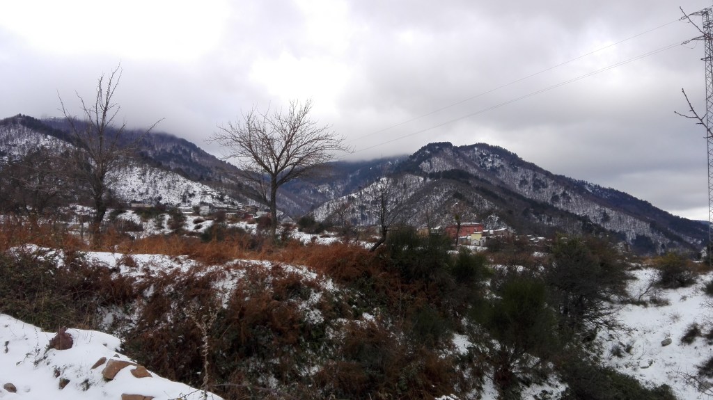fondo bianco