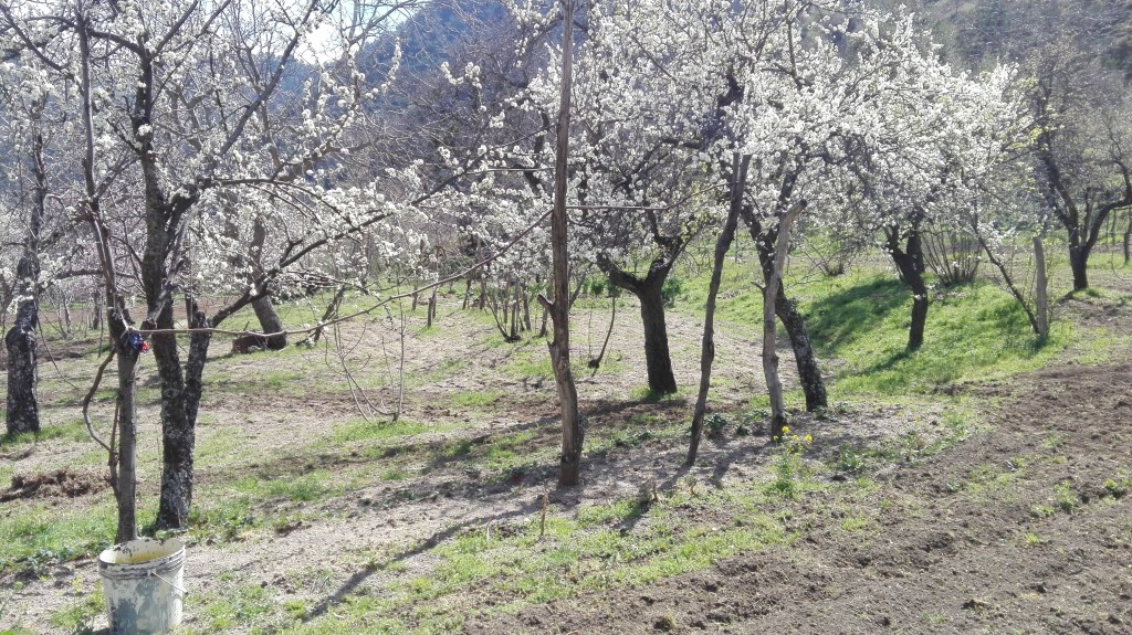 Fioritura