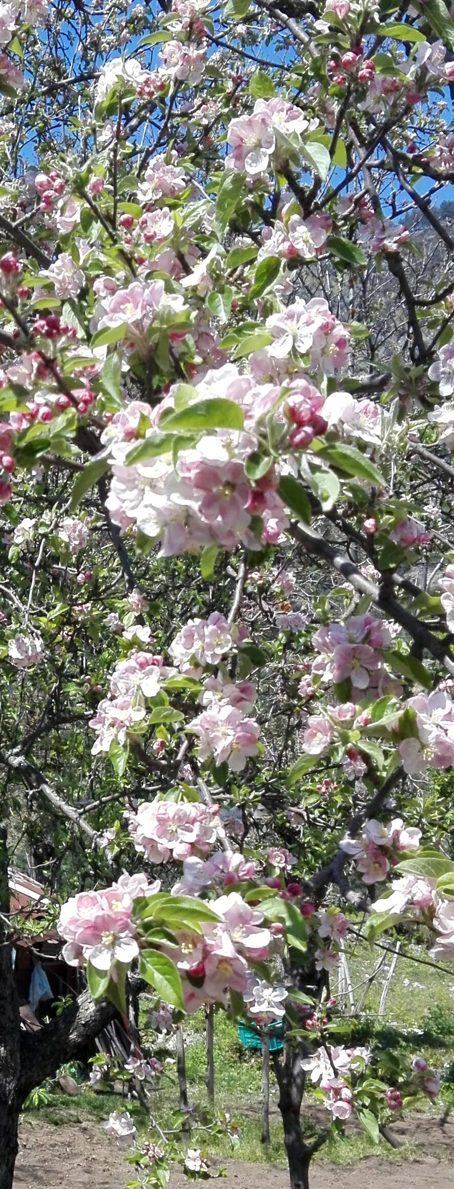 Fioritura melo