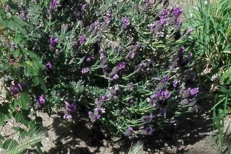 Lavanda