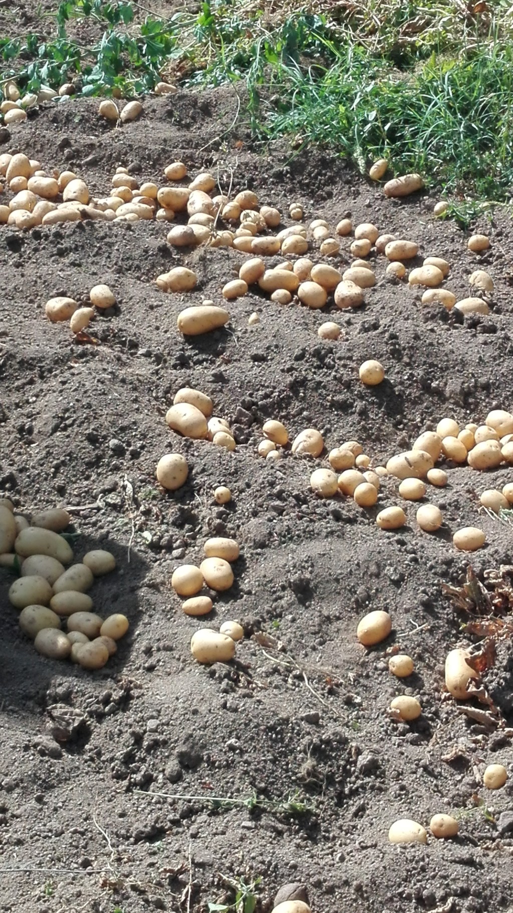Patate