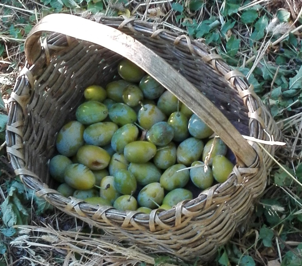 Susina verde
