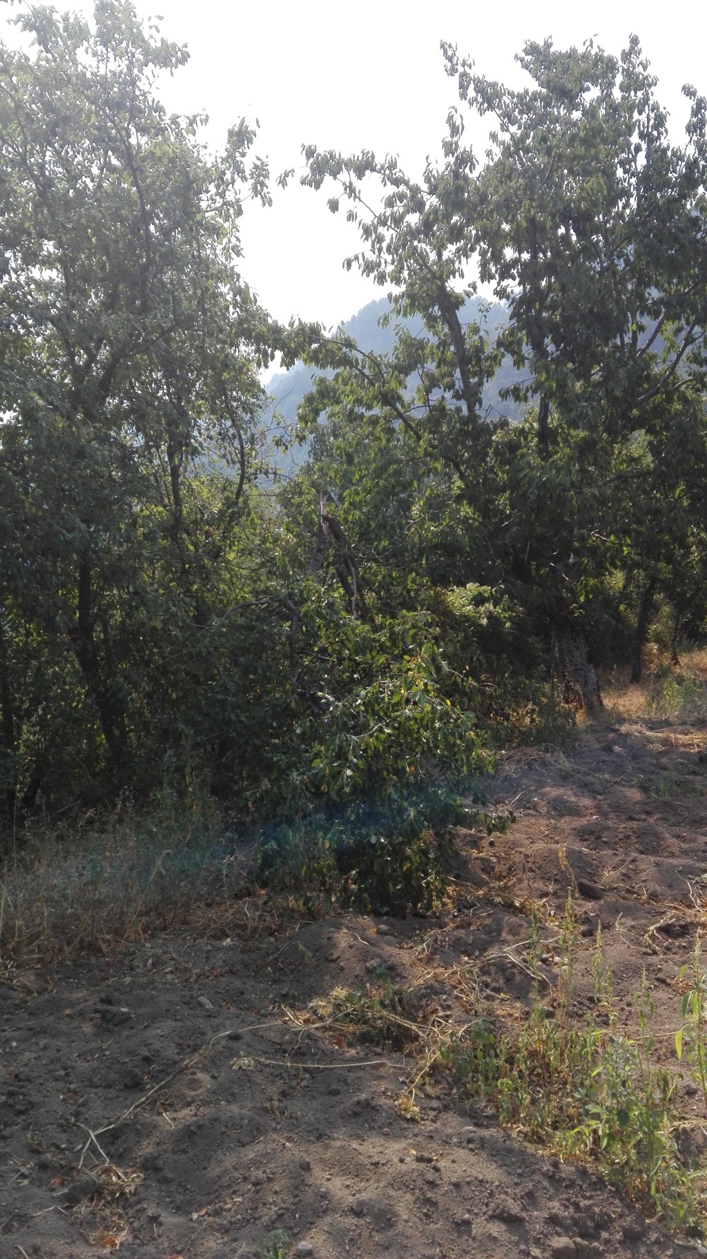 Prugne