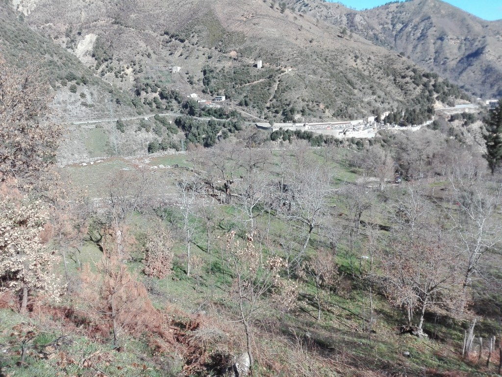 Taglio della reggiola