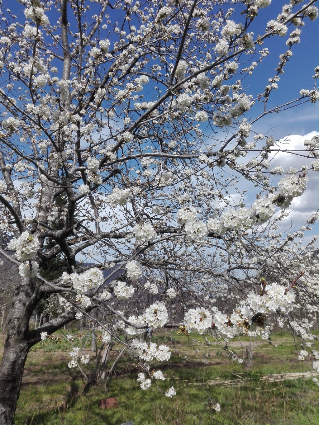 Ciliegie 2018