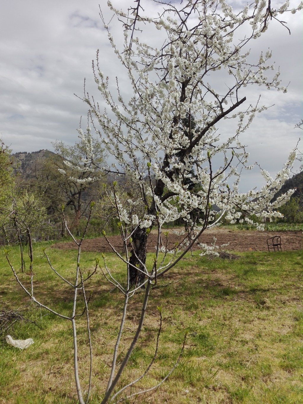 Tutto in fiore