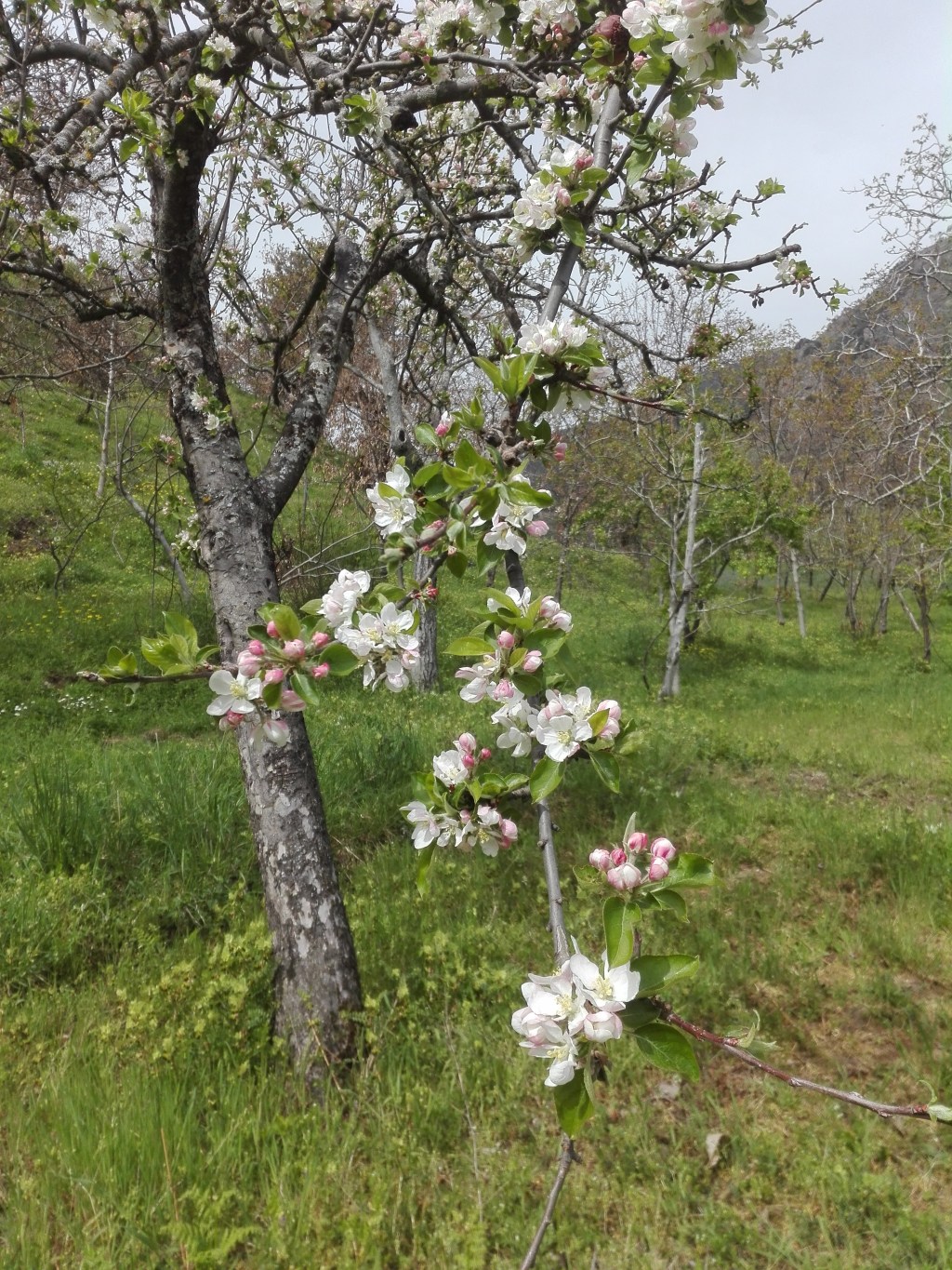 Agricoltura di montagna