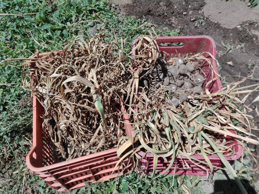 Aglio 2018