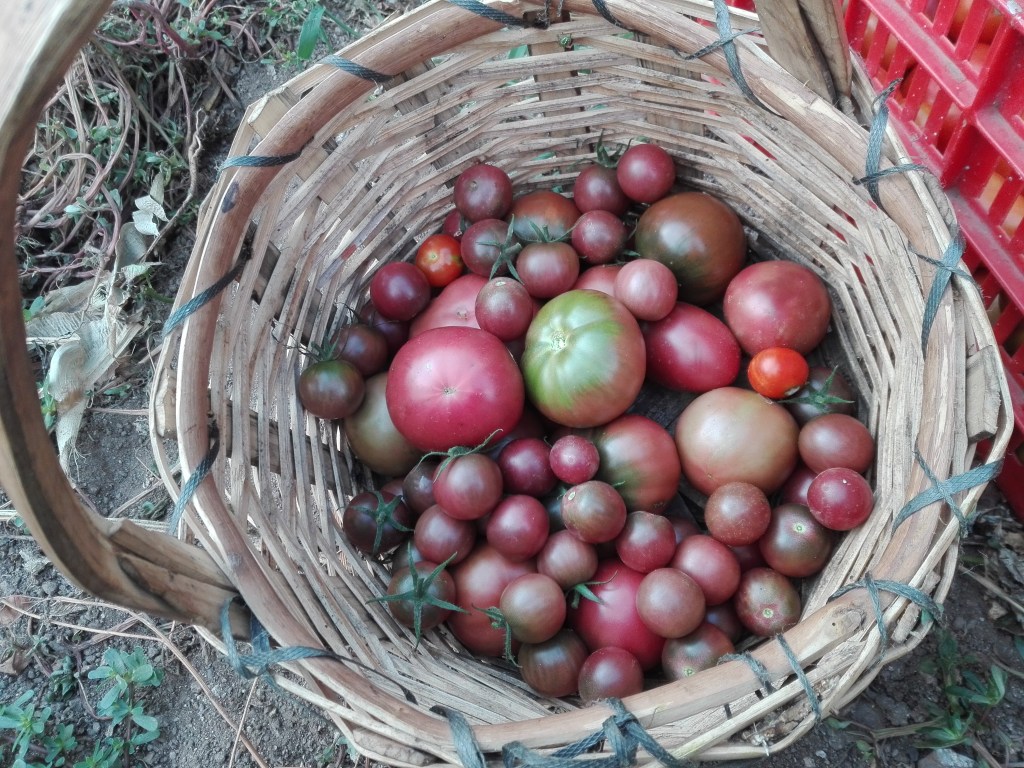 Pomodori 2018