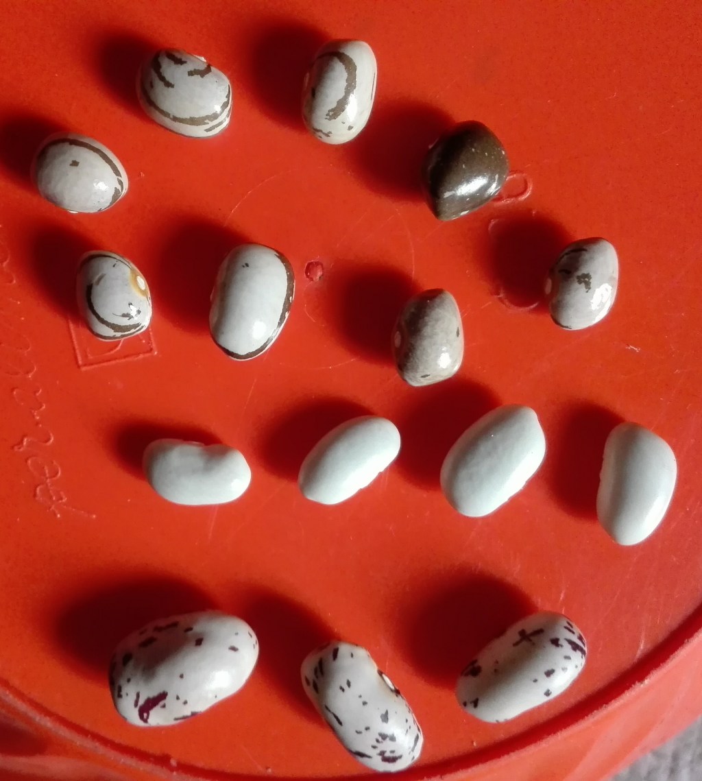 Spalato! Fagioli