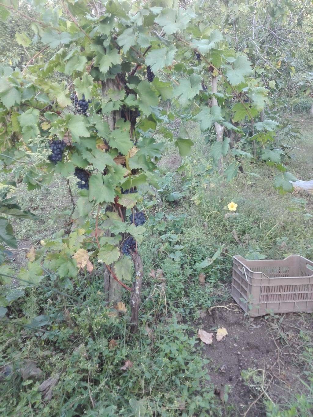 Vendemmia 2018