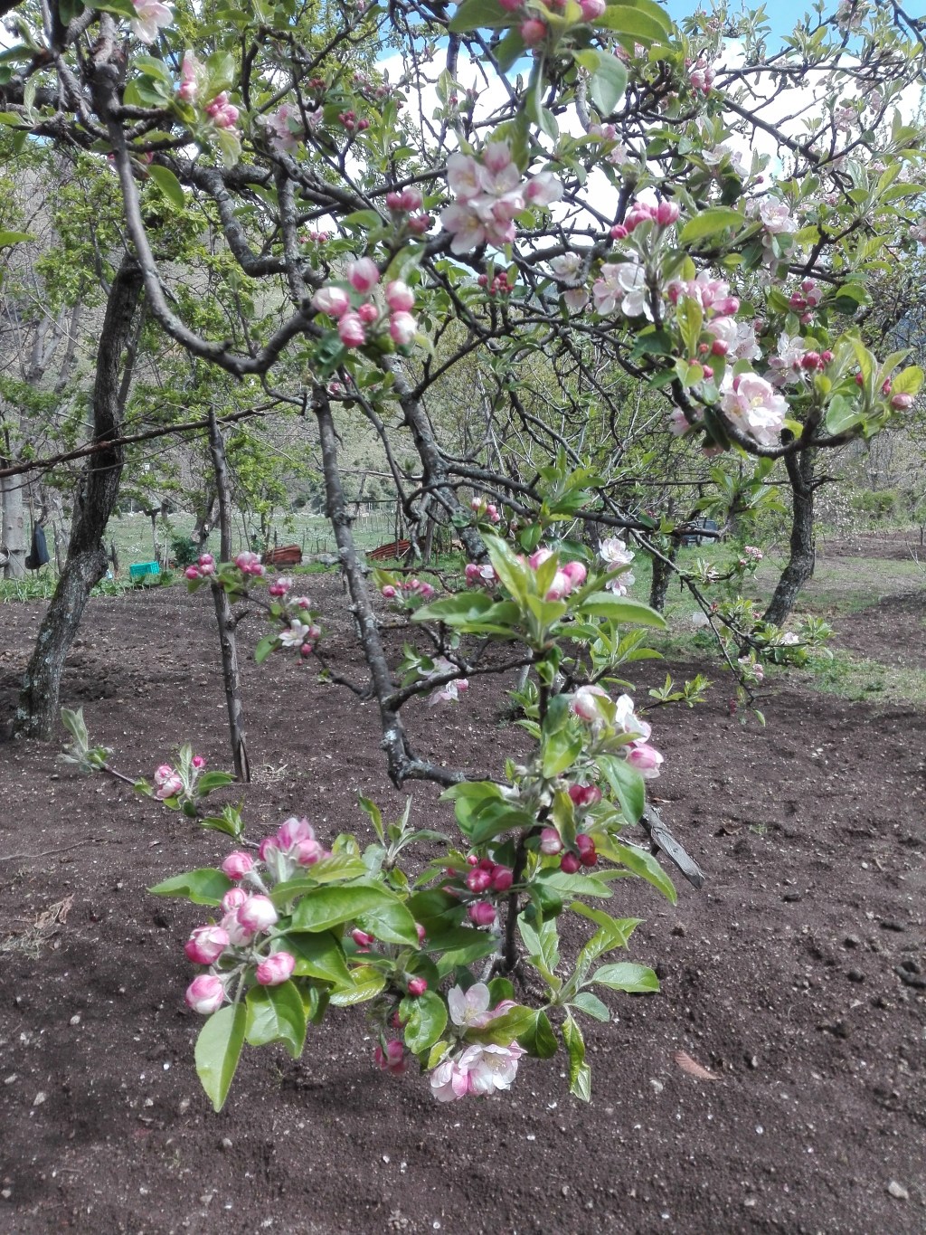 Fiori di melo