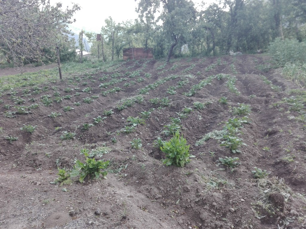 Patate 2019