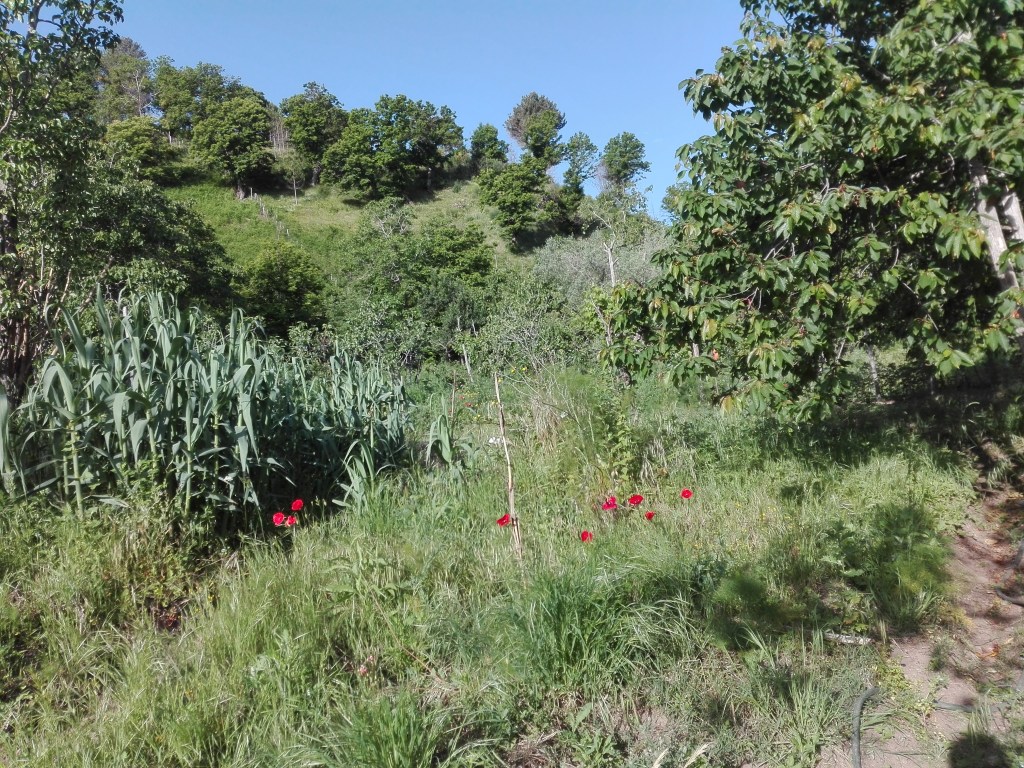 8giugno