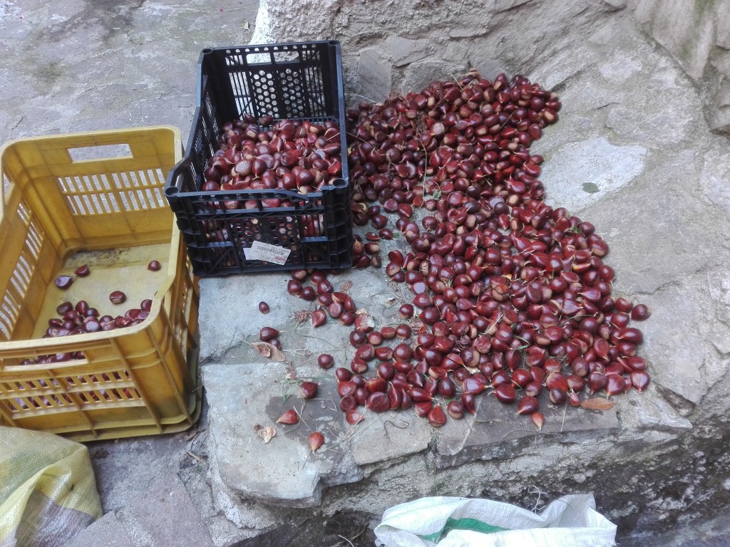 Castagne “scurrute”